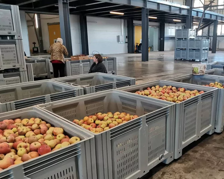 На сельхозпредприятии Курганинского района стали быстрее сортировать яблоки благодаря бережливым технологиям