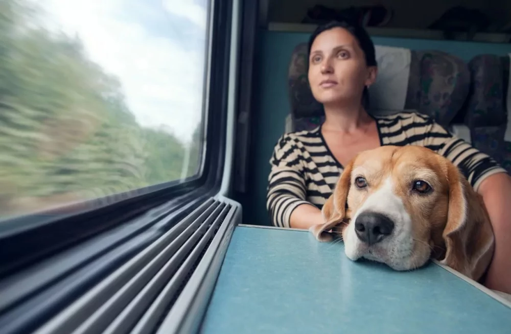 В России ужесточили правила перевозки животных по железной дороге
