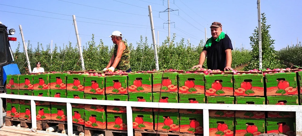 Кубань выращивает почти половину объемов товарного яблока в России
