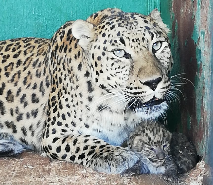В Армавирском передвижном зоопарке у пары персидских леопардов появился детеныш