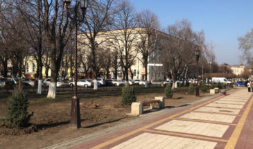 Высадку молодых голубых елей начали в Армавире