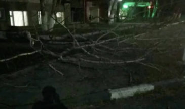 Упавшее дерево напугало мамочек Армавира в районе Мясокомбината. Фото