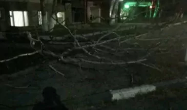 Упавшее дерево напугало мамочек Армавира в районе Мясокомбината. Фото