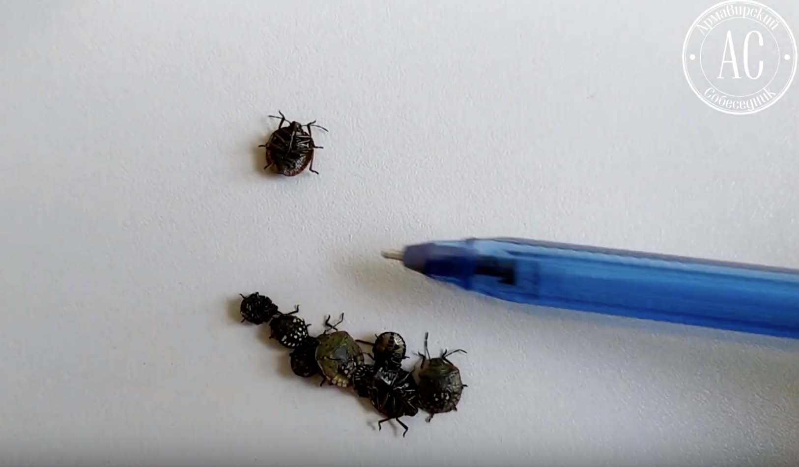 В огородах армавирцев завелись странные жуки. Видео