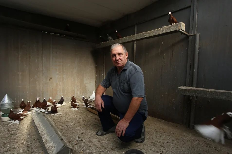 Более семи десятков лет семья Багинских занимается выведением уникального вида голубей