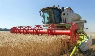 Армавирские аграрии в этом году собрали 41 тысячу тонн озимых пшеницы и ячменя