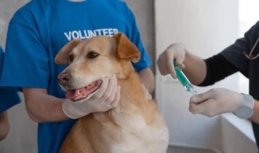 В России зарегистрировали первую в мире вакцину от COVID-19 для домашних животных