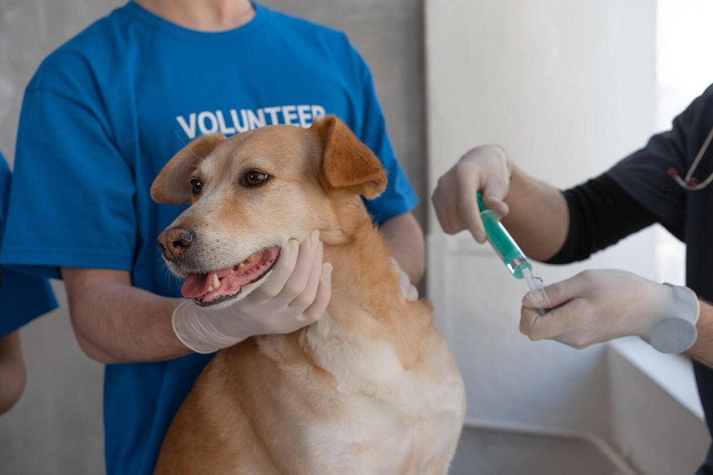 В России зарегистрировали первую в мире вакцину от COVID-19 для домашних животных