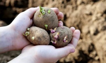 Как посадить клубни, чтобы собрать максимально возможный урожай