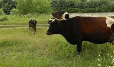 Людмила Водяная рассказала, почему на селе коровы стали экзотикой