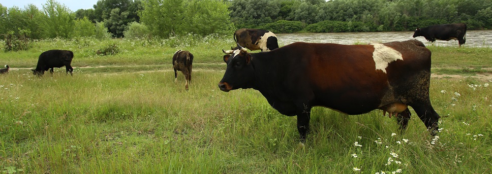 Подоить корову своими руками предложили гостям ВДНХ на стенде Кировской области