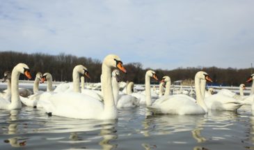 Лебеди спасались от февральских морозов на городском водохранилище