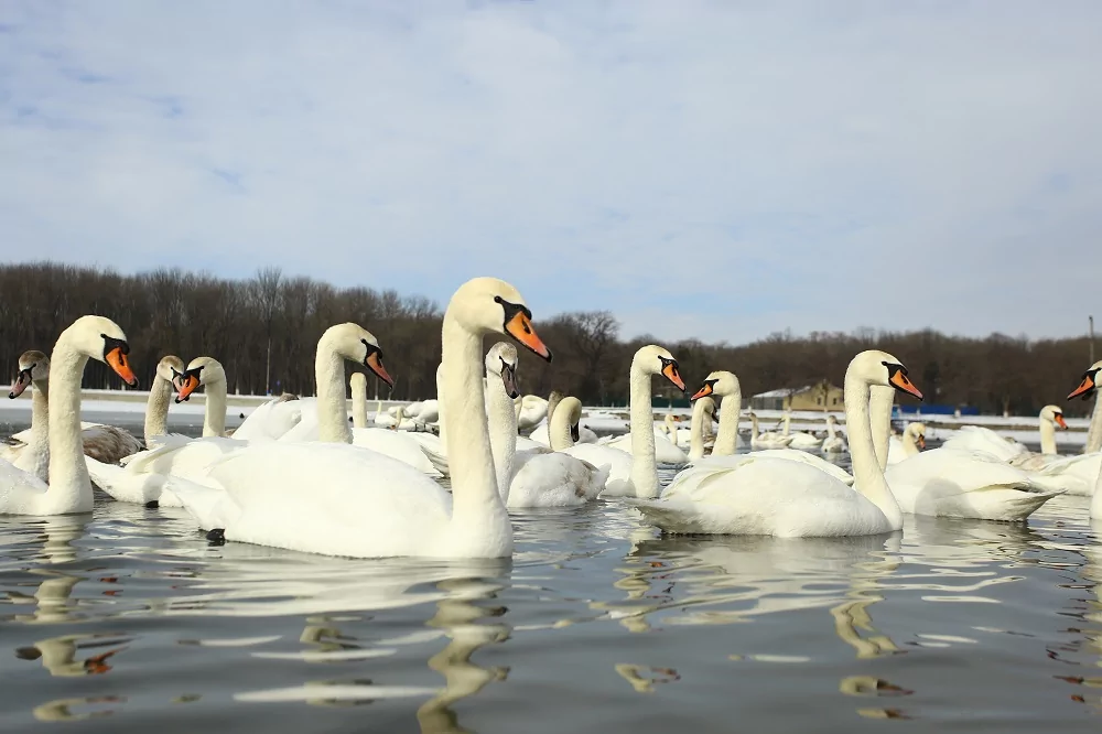 Лебеди спасались от февральских морозов на городском водохранилище