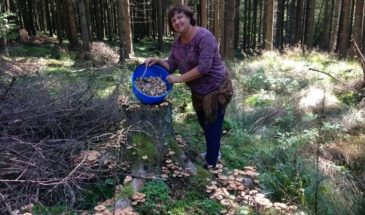 Любовь Селезнева: «Ложные грибы подстраиваются под съедобные»