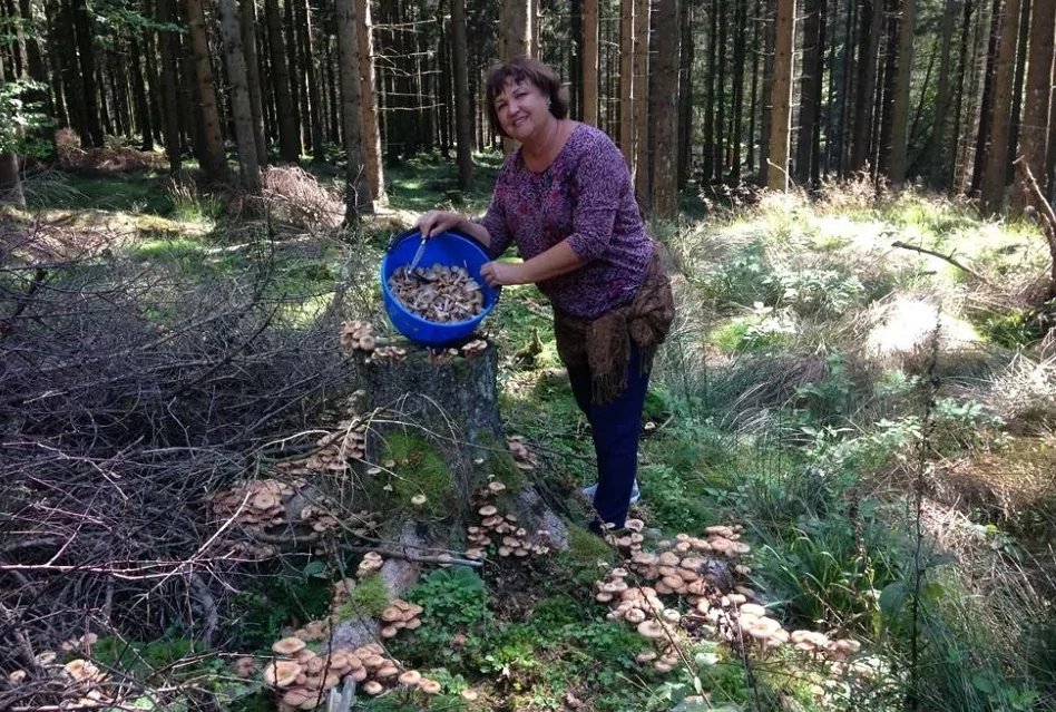 Любовь Селезнева: «Ложные грибы подстраиваются под съедобные»