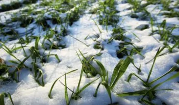 Аграрии рады снегу