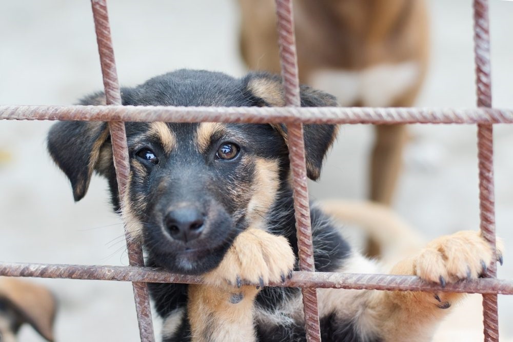 В Новокубанском районе волонтеры остановили отлов бездомных собак
