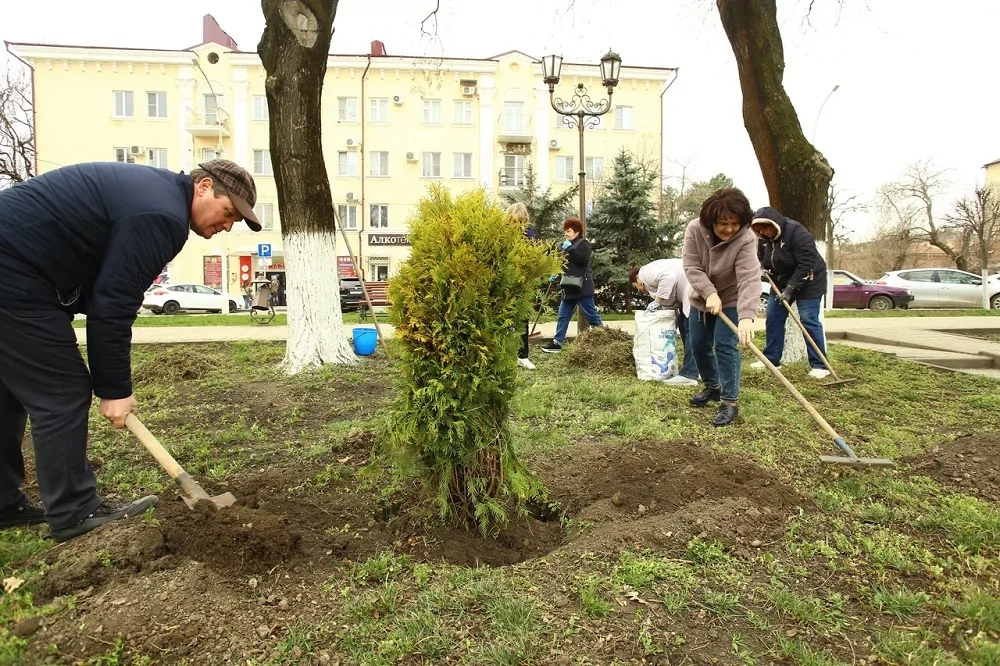 В парке Победы в рамках международной акции «Сад памяти» высадили 19 хвойных кустарников золотистой шаровидной туи