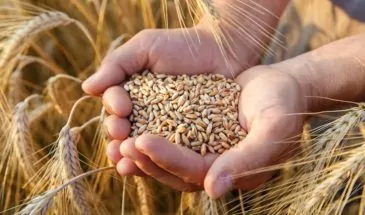В хозяйствах муниципалитета выросла урожайность пшеницы