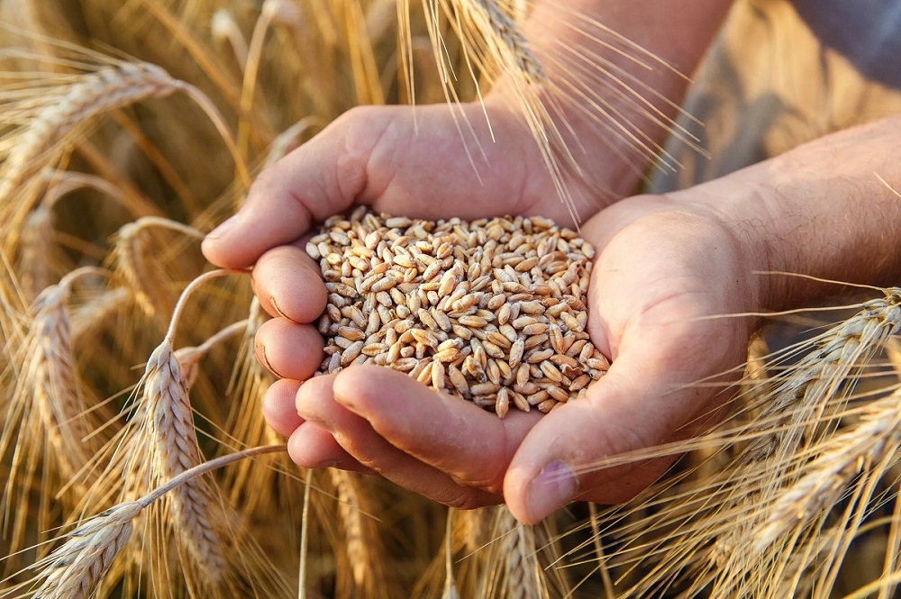 В хозяйствах муниципалитета выросла урожайность пшеницы