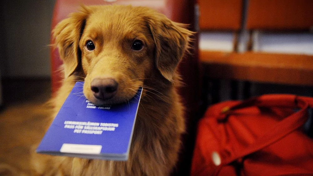 В России собираются в обязательном порядке регистрировать кошек и собак