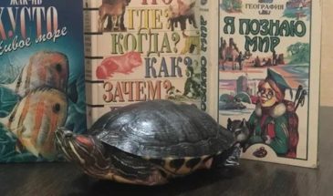 Чем привлекают читателей в городской библиотеке?
