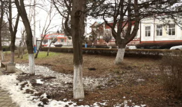 Из-за прорыва водопровода на аллее по улице Розы Люксембург могут погибнуть деревья
