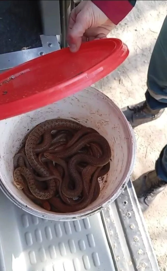 Клубок змей обнаружила во дворе своего дома жительница Армавира