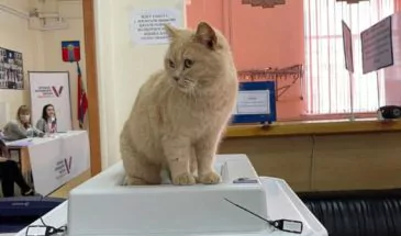 Кошка Алиса следит за президентскими выборами в Армавире