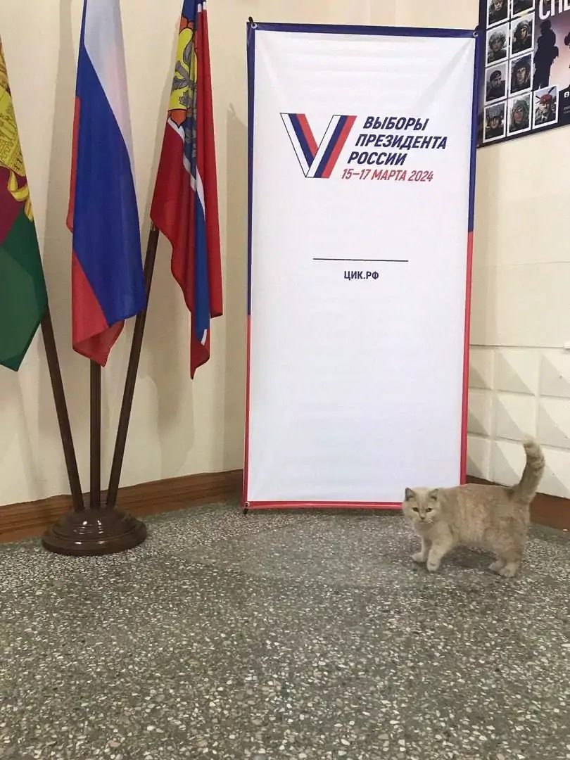 Кошка Алиса следит за президентскими выборами в Армавире