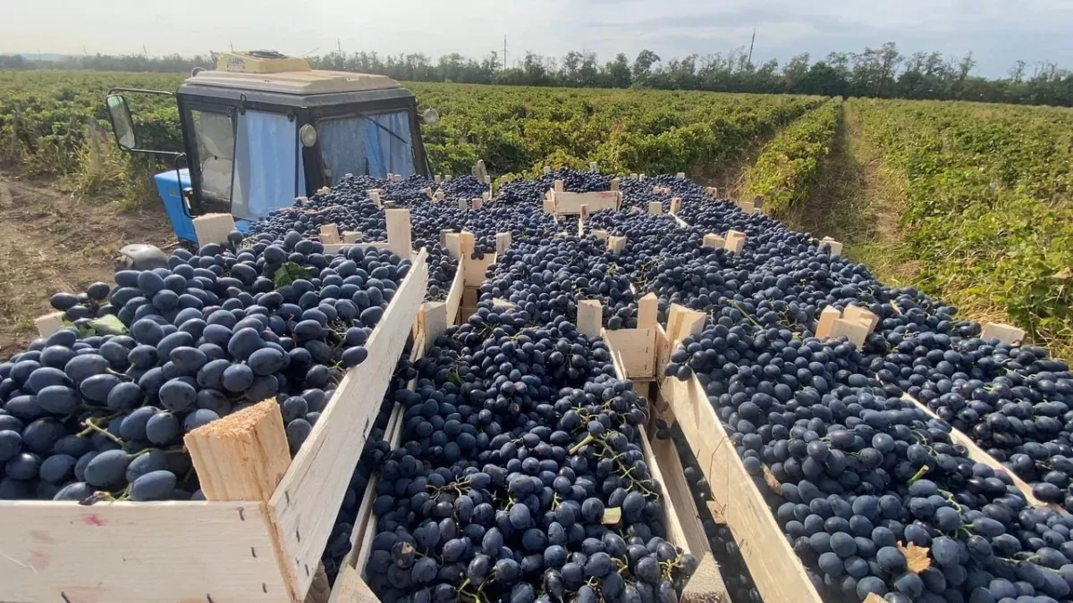 В виноградарском хозяйстве внедряют бережливые технологии