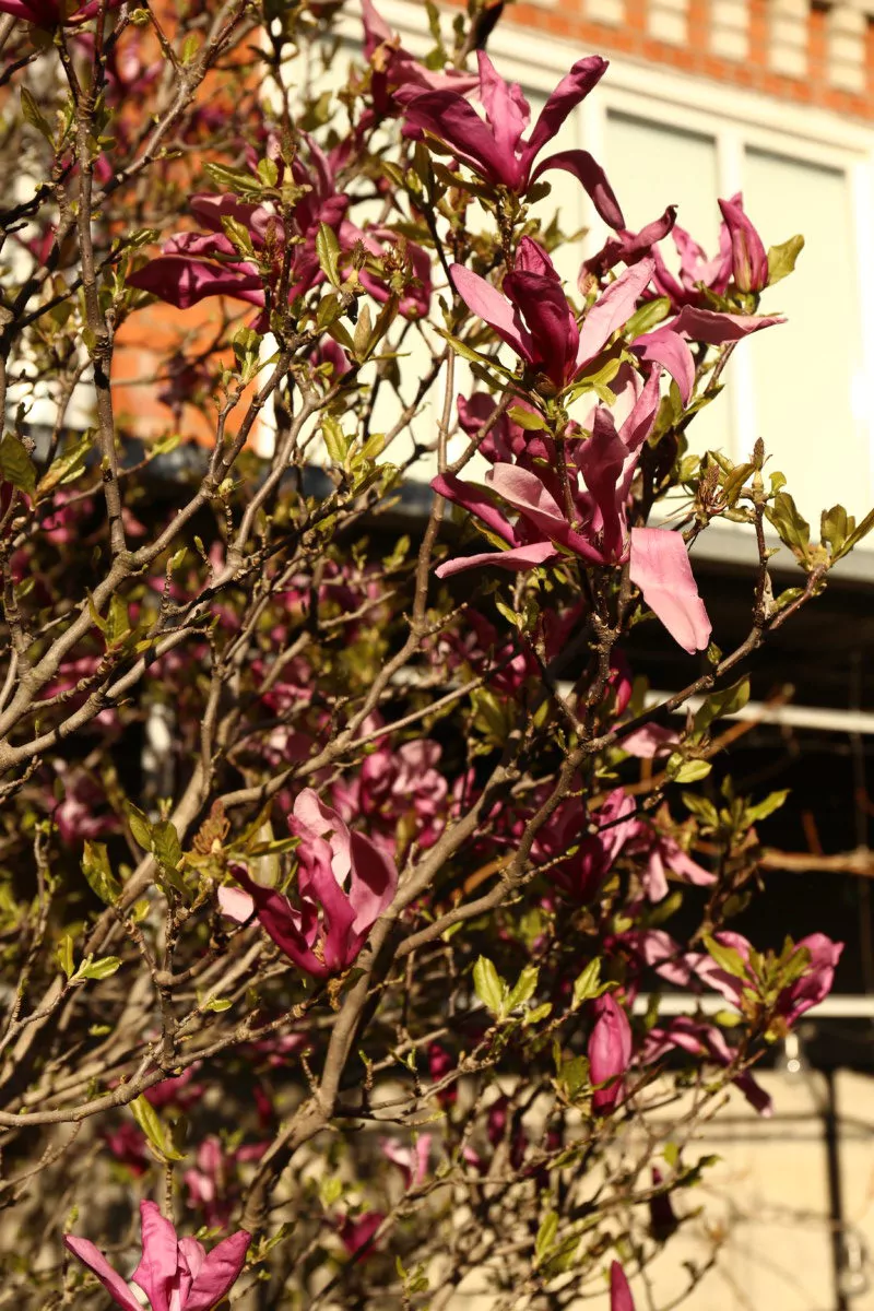 Благодаря местным селекционерам в Армавире можно любоваться цветением магнолии