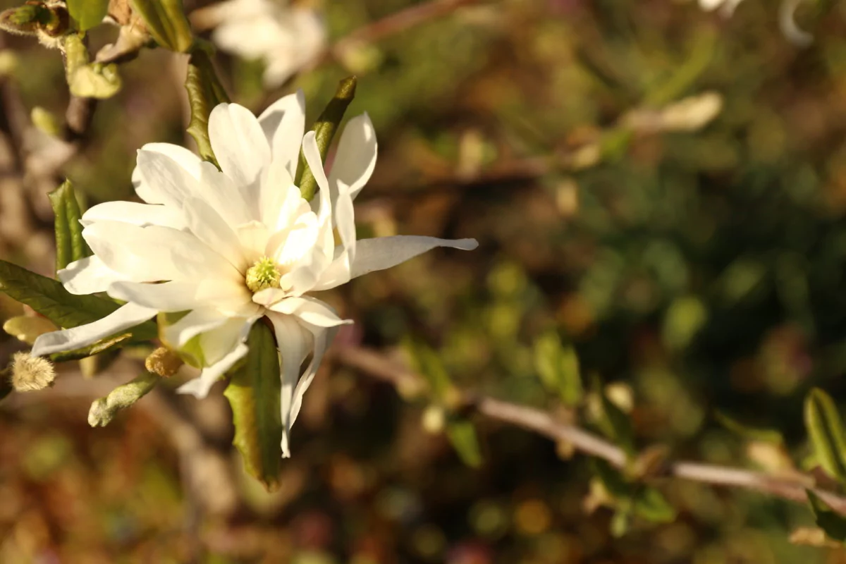 Благодаря местным селекционерам в Армавире можно любоваться цветением магнолии