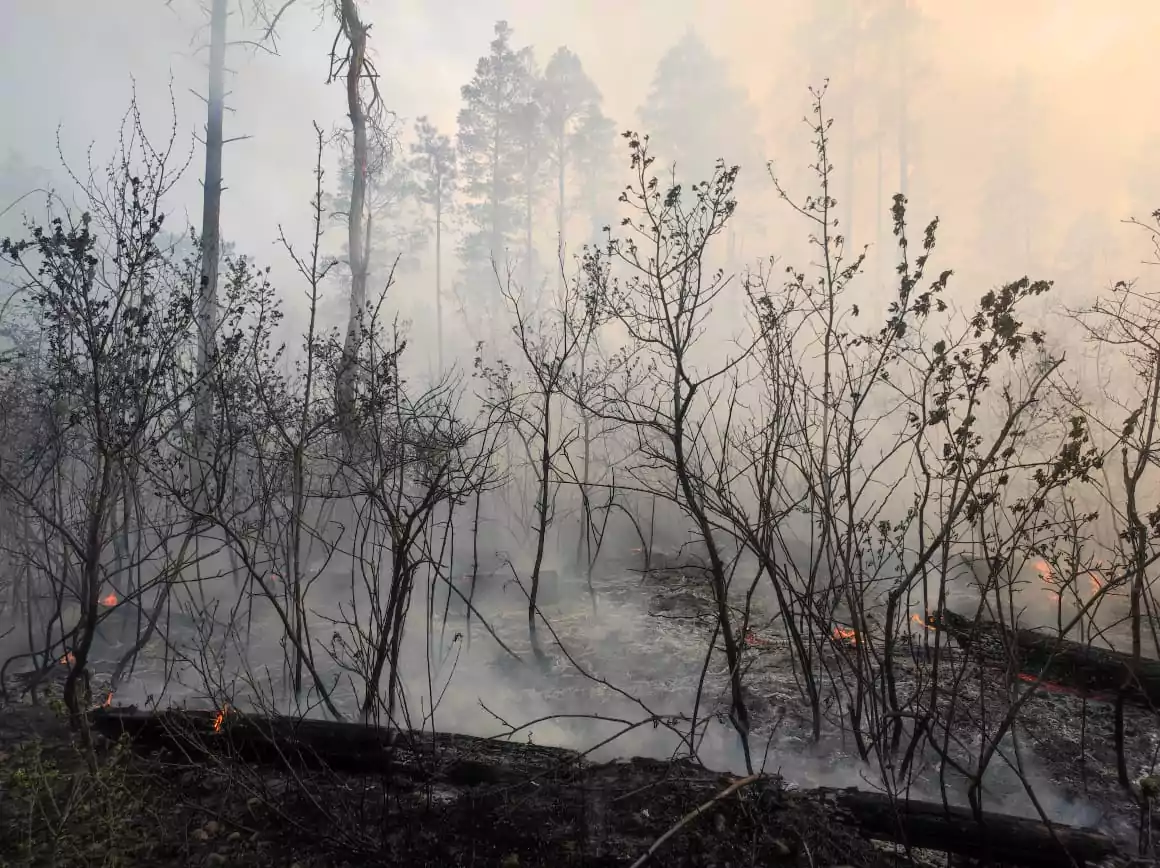 Лесной пожар в пригороде Армавира ликвидирован на площади 1 га