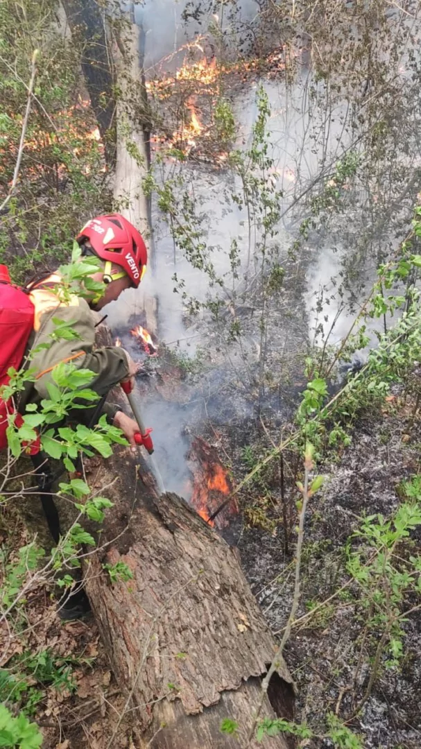 Лесной пожар в пригороде Армавира ликвидирован на площади 1 га