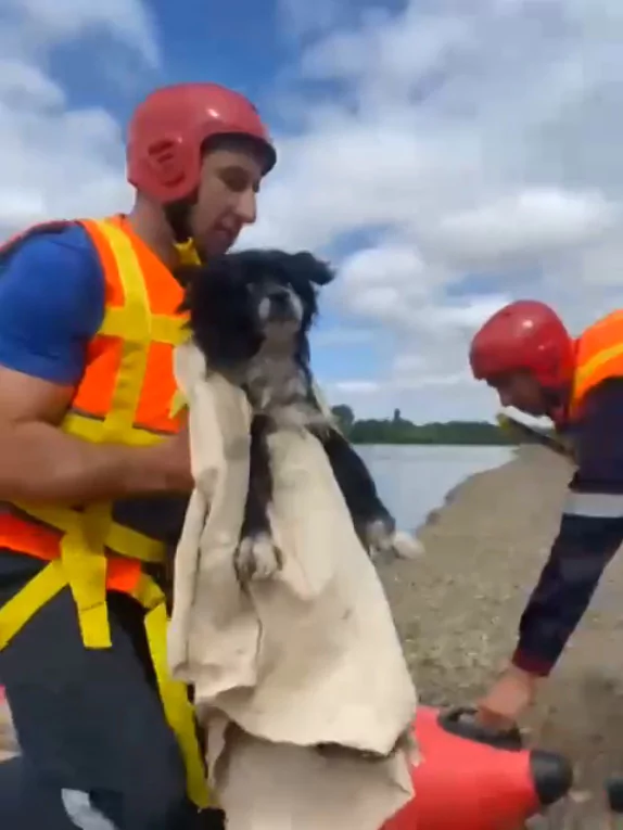Спасатели освободили пса из водного плена