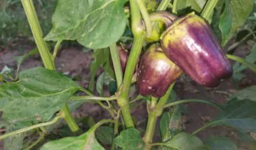 На грядках у жительницы поселка Заветного вырос фиолетовый болгарский перец