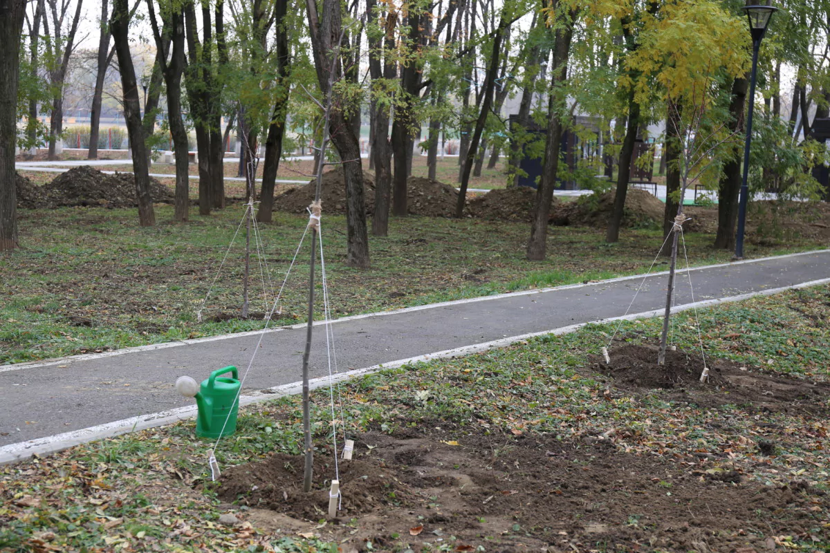 Прямо сейчас 37 армавирских семей закладывают липовую аллею в Городской роще