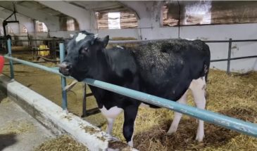 Клонированной бурёнке из Усть-Лабинского района скоро год