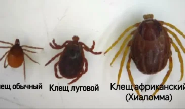 На юге России активизировались клещи вида Хиаломма
