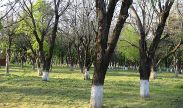 Не посещать скверы и другие зелёные зоны просят армавирцев
