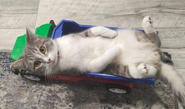 Пропавшего кота ищут хозяева