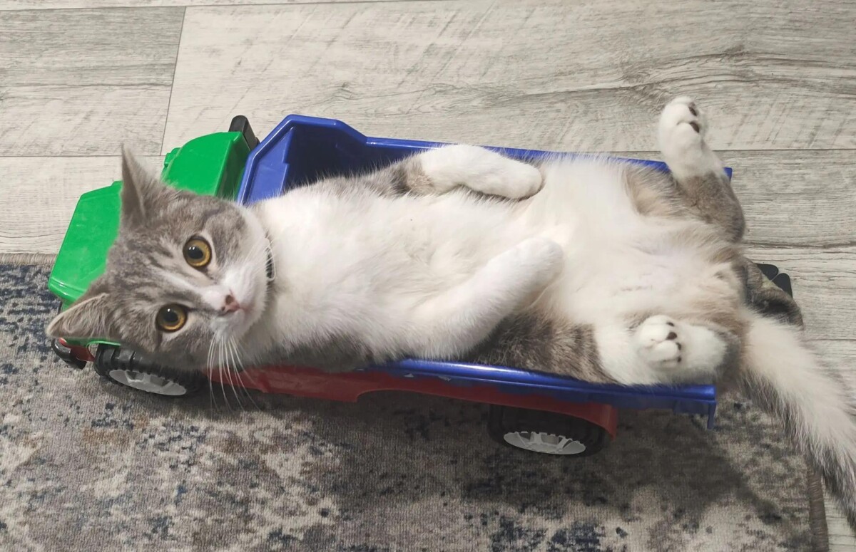 Пропавшего кота ищут хозяева