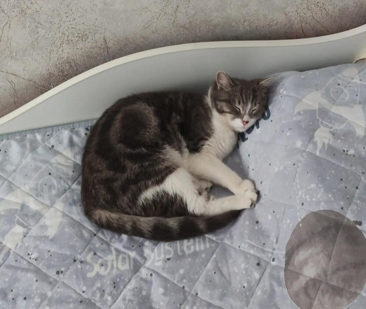 Пропавшего кота ищут хозяева